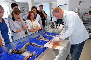 EDEKA Minden-Hannover, Minden